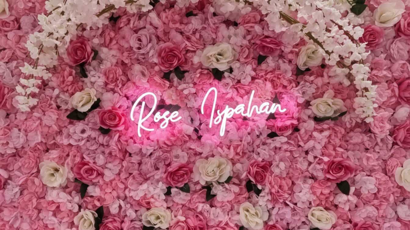 ROSE ISPAHAN 1